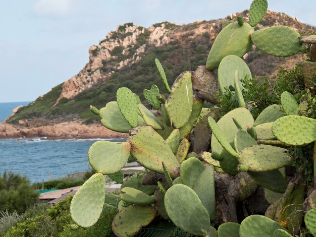 Foto het eiland corsica