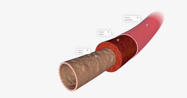 Het endotheel maakt deel uit van de tunica intima, de binnenste laag van de slagaderwand
