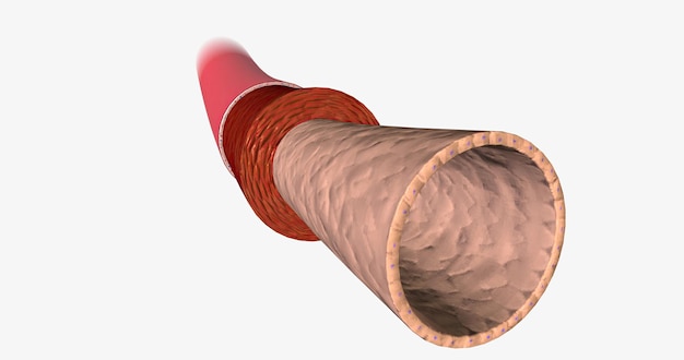 Het endotheel maakt deel uit van de tunica intima, de binnenste laag van de slagaderwand