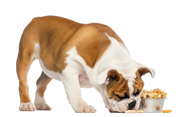 Het Engelse puppy van de Buldog status, die van een komhoogtepunt eet van koekjes dat op wit wordt geïsoleerd