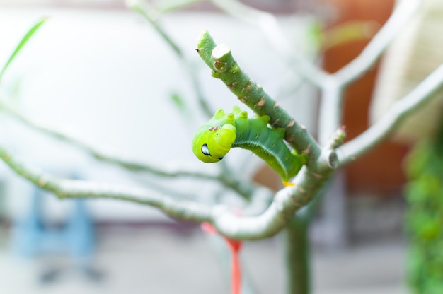 Het eten van de rupsworm laat de natuur in de tuin achter