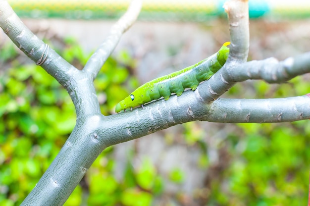 Het eten van de rupsworm laat de natuur in de tuin achter