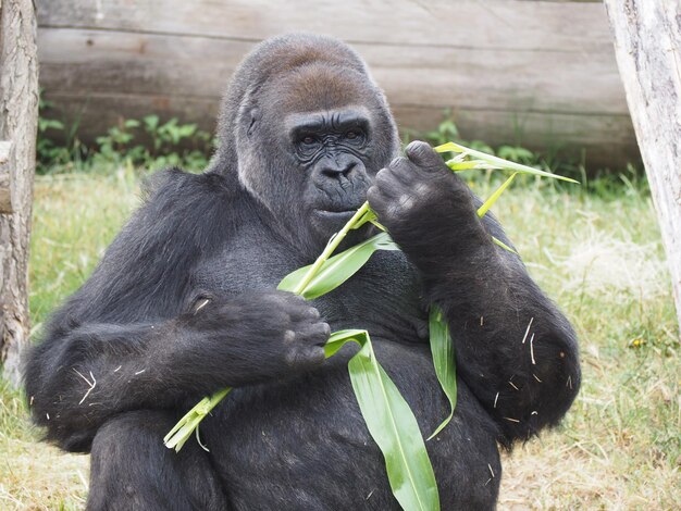 Foto het eten van gorlla.