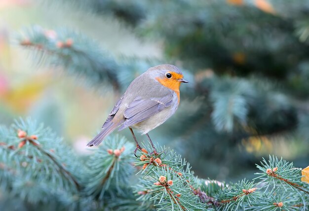 Het extra dichte omhooggaande portret van europees roodborstje (rubecula erithacus) zit op een tak van pijnboom