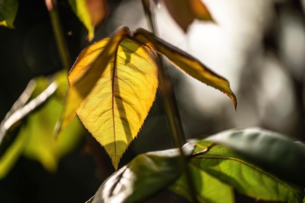 Foto het fluisteren van de natuur