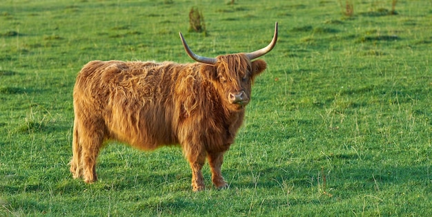 Het fokken van Schotse runderen en vee op een boerderij voor de rundvleesindustrie Landschap met dieren in de natuur Bruine harige hooglandkoe met hoorns op een groen veld in een landelijk landschap met copyspace