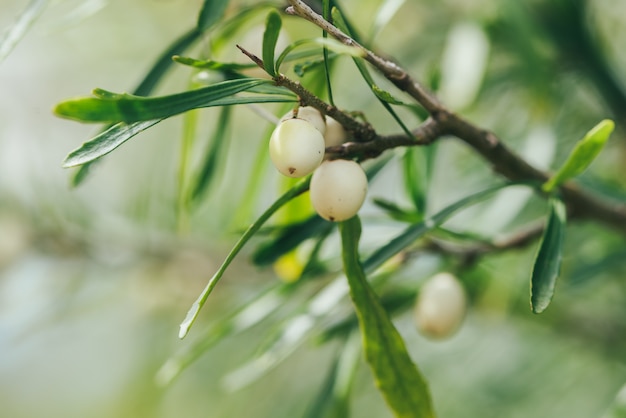 Het fruit van wilde planten