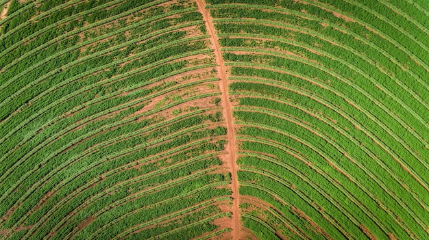 Het gebieds luchtmening van het suikerrietaanplanting met zonlicht. Agrarisch industrieel.