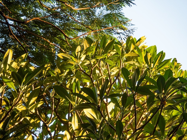 Het gebladerte van de bomen tegen de blauwe lucht.