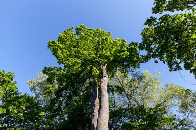 Het gebladerte van de bomen wordt verlicht door fel zonlicht, bomen met groen blad in de zomer