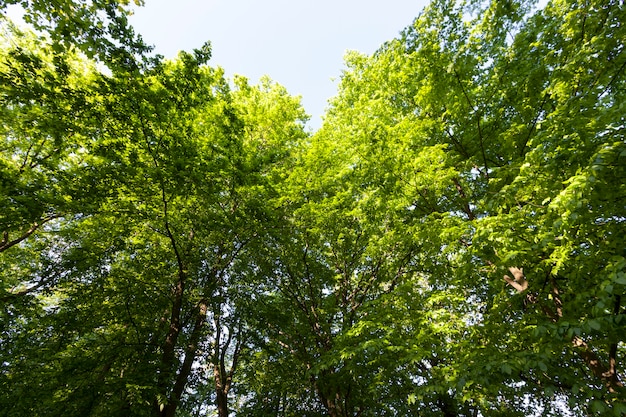 Het gebladerte van de bomen wordt verlicht door fel zonlicht, bomen met groen blad in de zomer