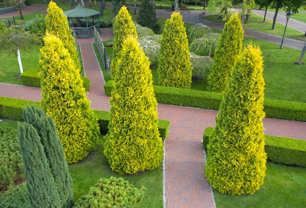 Het gebruik van groenblijvende planten in landschapsarchitectuur. Thuja, buxus en sierplanten bij het pad in het park.