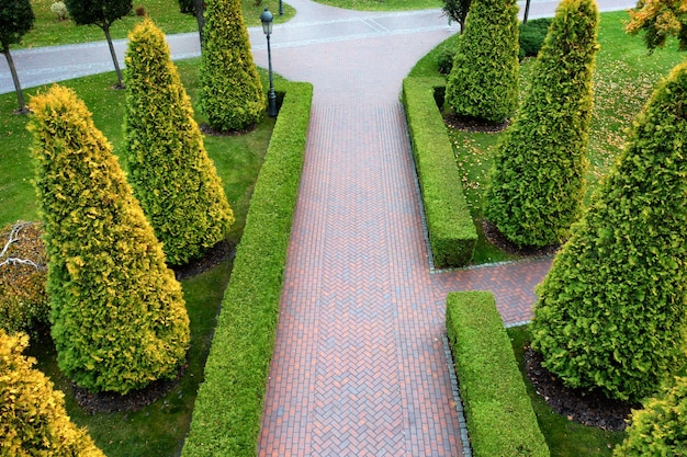 Het gebruik van groenblijvende planten in landschapsarchitectuur. thuja, buxus en sierplanten in de buurt van het pad in het park.