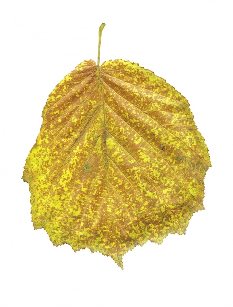 Het gele blad van de herfst van zwarte els die op wit wordt geïsoleerd