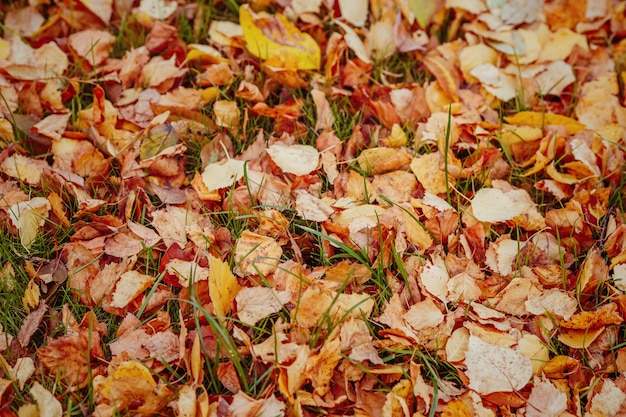 Het gele gebladerte van de herfst op gras in herfstpark