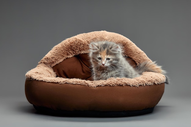 Het gelukkige katje zit op grijs pluizig huisdierenbed Kat comfortabel dutje ontspannen bij knus huisbed Katjehuisdier met roze neus heeft Zoete dromen Hoge kwaliteitsfoto