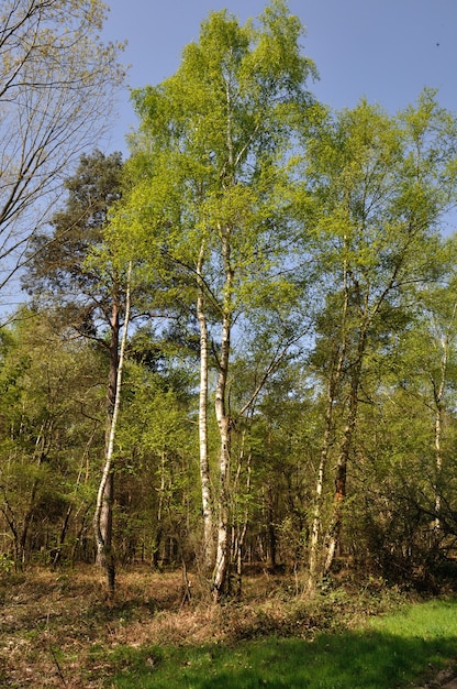 Het gemeenschappelijke bos van Saint Pierre Les Elbeuf