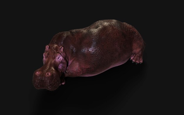 Het gemeenschappelijke nijlpaard (hippopotamus amphibius) poseren isoleren op donkere achtergrond met uitknippad.