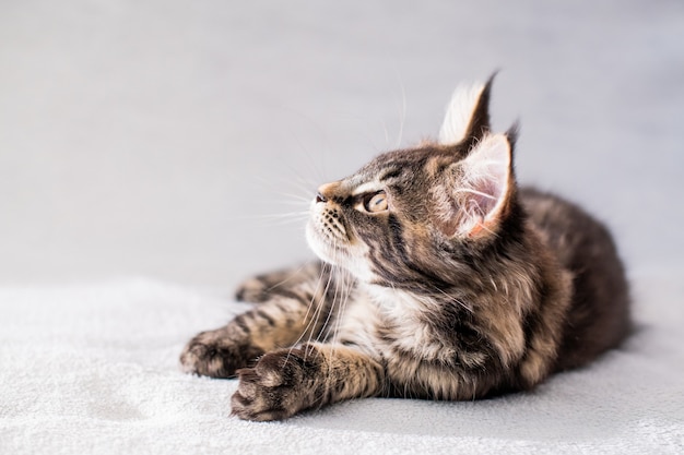 Het gestreepte katkatje van de Maine Coon ligt op een lichte pluizige deken