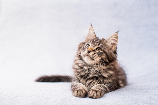 Het gestreepte katkatje van de Maine Coon ligt op een lichte pluizige deken