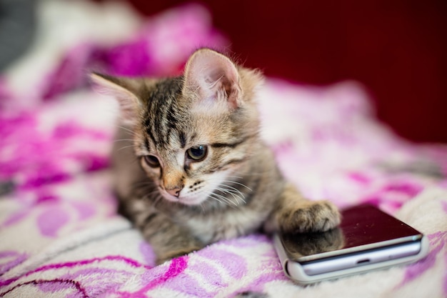 Het gestreepte kitten ligt op een roze deken Het kitten zette een pootje op de smartphone