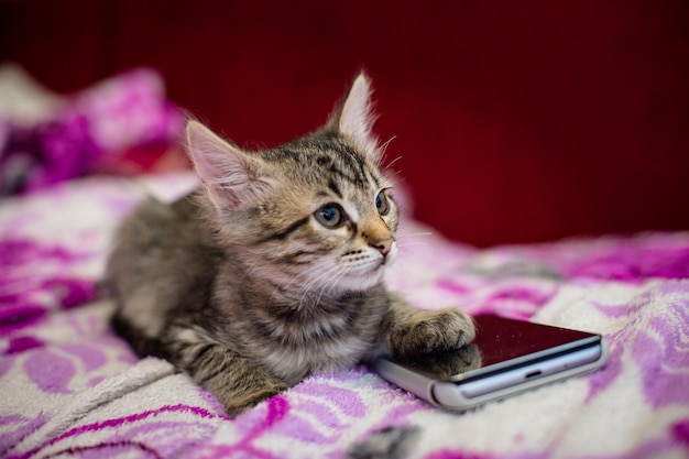 Het gestreepte kitten ligt op een roze deken Het kitten zette een pootje op de smartphone