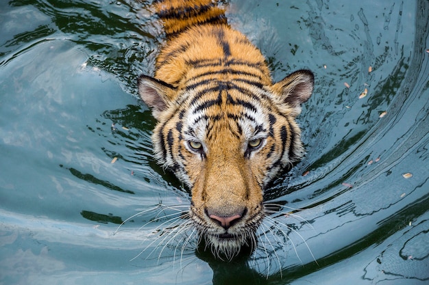 Het gezicht van aziatische tijger zwom in het meerwater.