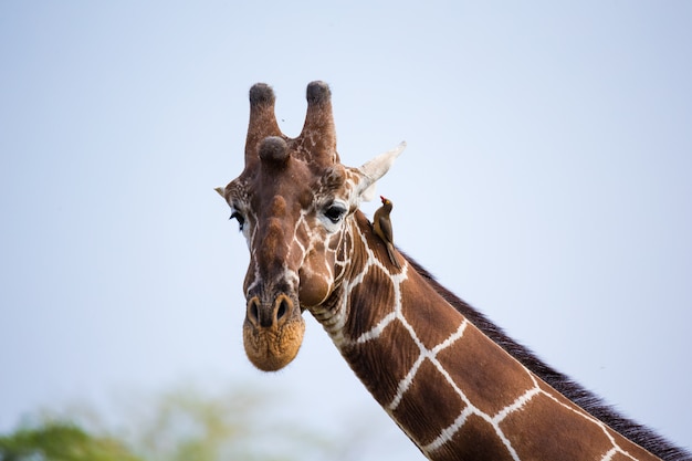 Het gezicht van een giraf in close-up