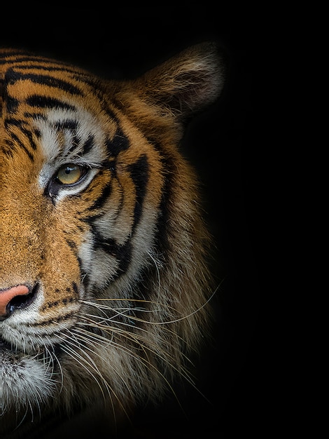 Het gezicht van een mannelijke tijger op zwart.