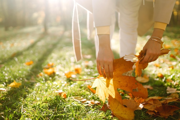 Het glimlachende meisje verzamelt gele bladeren in de herfst Jonge vrouw die van de herfstweer geniet