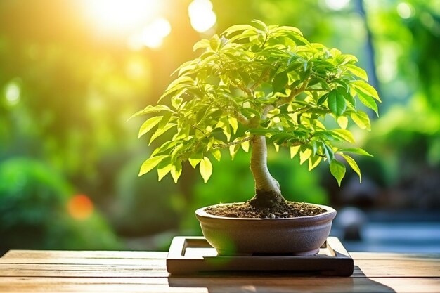 Foto het gouden licht van een bonsai boom omringd