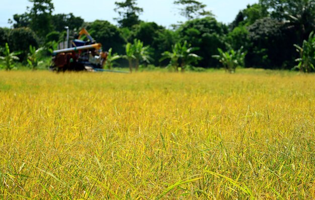 Het gouden rijstveld tijdens het oogstseizoen met wazige maaidorser