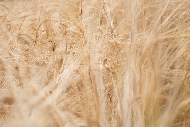 Het gouden tarwegebied, oren van korrelachtergrond sluit omhoog.