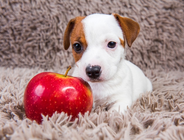 Het grappige de hondpuppy van Jack Russell Terrier ligt met rode appel