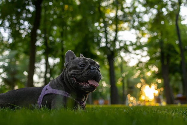 Het grappige zwarte Franse bulldog-hondenras ging in het park op het gazon liggen met zijn tong uithangend en grote ogen