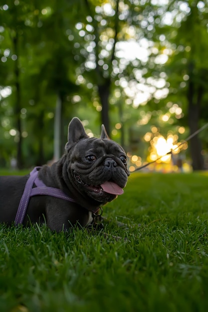 Het grappige zwarte Franse bulldog-hondenras ging in het park op het gazon liggen met zijn tong uithangend en grote ogen