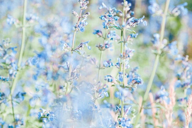 Het gras bloeit prachtig vervaagde blauwe bloemen van citroenbalsem als natuurlijke bloemen achtergrond Natuur esthetiek bloeiende melissa plant pittige en medische kruiden geurige kruiden gezondheid bloemrijke