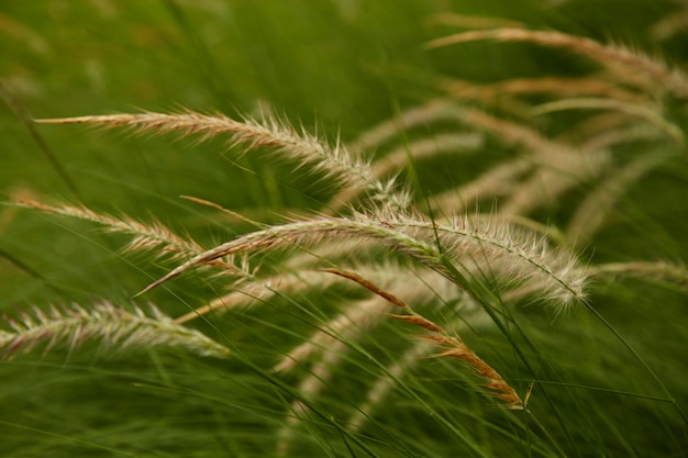 Het gras bloeit