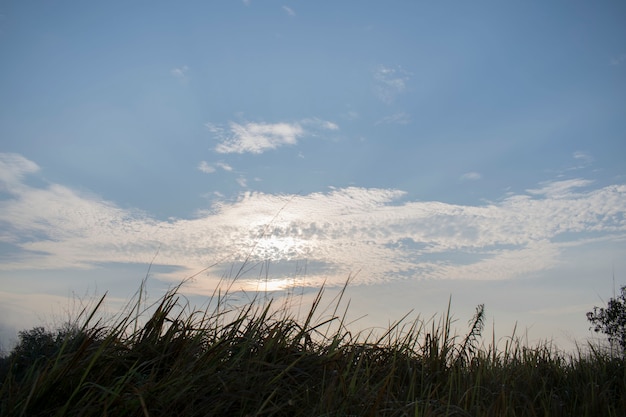 Foto het gras in de ochtend.