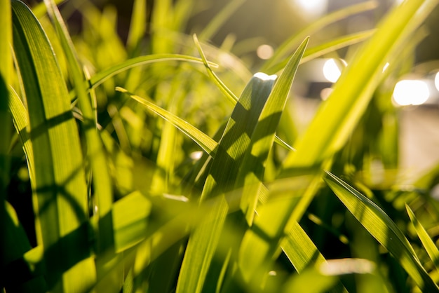 Het gras in het zonlicht.