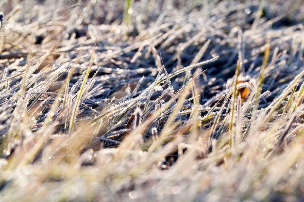 Het gras is groen, bedekt met de eerste nachtvorst. Herfst, maar geen winter.