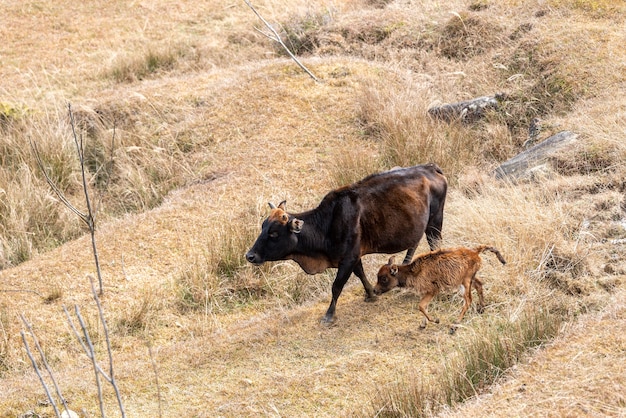 Het gras op het grasland is geel en een kudde runderen eet gras