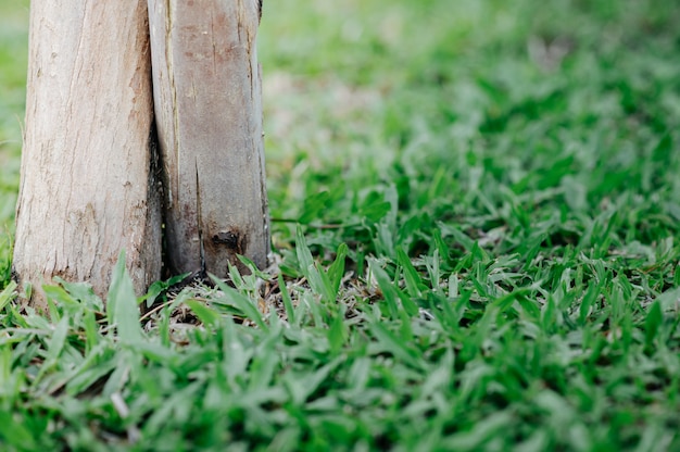 Het gras richting de bamboe opgezet