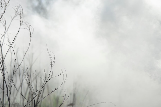 Het gras staat in rook Brand in het veld Ecologische catastrofe