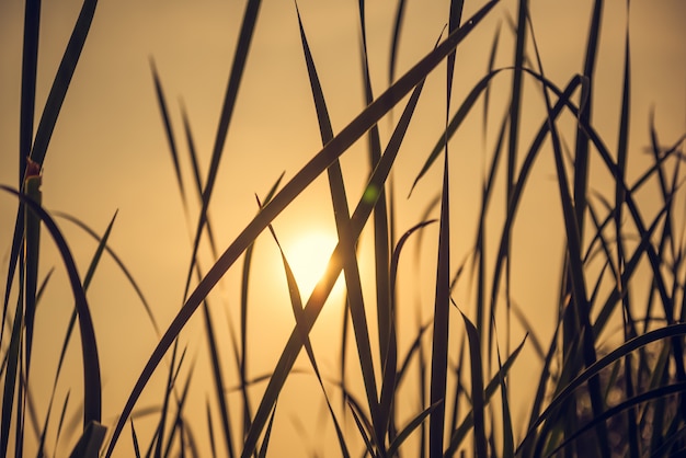 Het gras wordt blootgesteld aan het licht van de zon