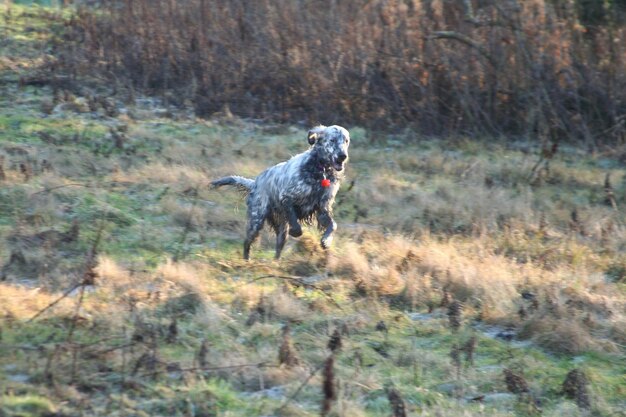 Foto het grazen van dieren op grasvelden