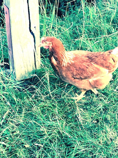 Foto het grazen van dieren op grasvelden