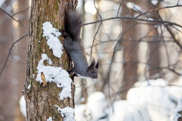 Het grijze eekhoorn hangen op boom in de winterpark