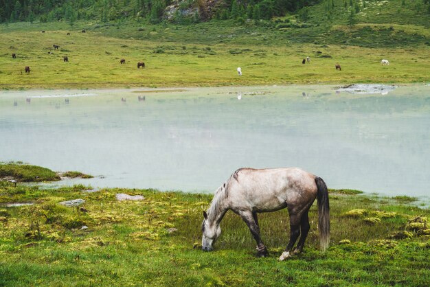 Het grijze paard weidt in weide dichtbij rivier in bergvallei. Wit paard op weide dichtbij bergmeer. Kudde aan de overkant van de rivier. Veel paarden op de verre oever van het meer. Prachtig landschap met paarden.