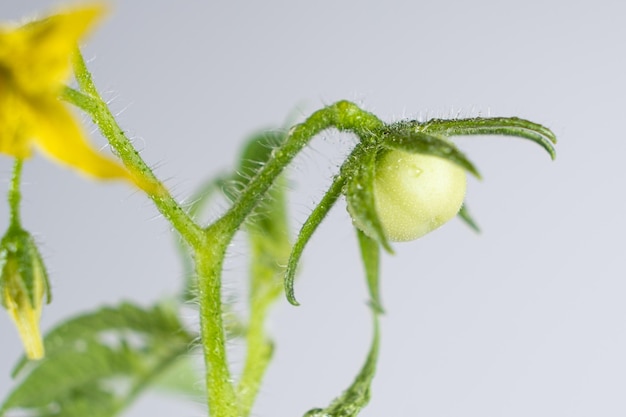 Het groeien van tomaten uit zaden stap voor stap Stap 11 Eerste bloemen en eerste tomaten